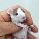 펫엔글라이더본점&로던트클럽 광주 네이버블로그