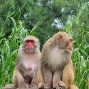 알래스카 " 베트남 다낭에서 원숭이 가족을 만나다 이미지