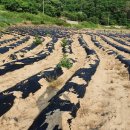 미현리농장 이미지