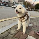 몽 그루밍 이미지