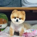 퍼피살롱 이미지