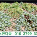소소한다육농원