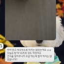 그로운 반려견 유치원 네이버블로그