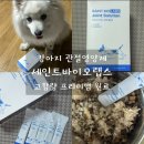 세인트동물병원 | 강아지관절영양제 찾다가 정착! 세인트바이오랩스 노견 구찌 관절 변화 후기