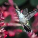 벌새(humming bird) 이미지