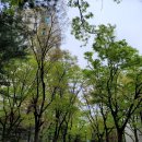양천구보건소(구의회,보건소 사잇길) | 양천구보건소코로나19검사 무증상검사 임시선별진료소 검사시간요일