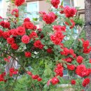 우장산동 이미지