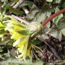 민들레산업 이미지