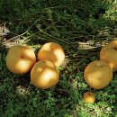 상배농장 이미지