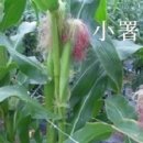 소서