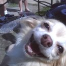 황금오리집 이미지