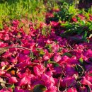 서성일로 이미지