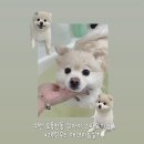 삼천병마로 | [그루밍무드] 수원 오목천동 애견미용 추천｜폼피츠 가위컷+스파 후기