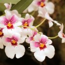 밀토니아(miltonia)