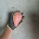 화산고구마 이미지