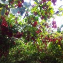 로뎀 농장 이미지