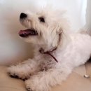 dog's 애견샵 이미지