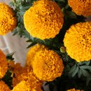 메리골드 이미지