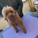 The 사랑할 개 이미지