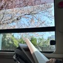모화초등학교 | 600번 버스타고 황리단길 여행 | 울산북구모화초 - 경주맥모닝 - 황리단길 벽화구경 (feat.뚜벅이를...