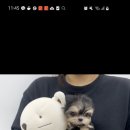 달링하이 강아지분양 밀양점 이미지