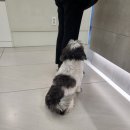신촌 숲 동물병원 이미지