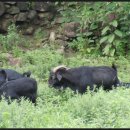 행복한흑염소농장 이미지