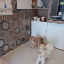 곰슌