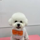 뭉구르밍 이미지