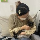 고양이무마취미용 묘갱살롱 이미지