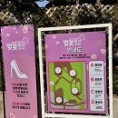 서울석유 | [인천 벚꽃 명소 1위] 서울보다 예쁜 벚꽃 맛집🌸 2026년 SK석유화학 벚꽃동산 방문기 (feat. 벚꽃개화...