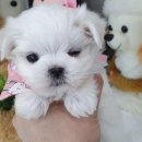 우아펫 대전점 이미지