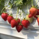 4553 | 속초딸기 속초여행 22개월 아기랑 갈만 한 곳 속초딸기따기체험 (3월방문 내돈내산 후기)