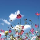 코스모스길14번길 이미지