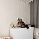왕발고양이 | [내돈내산] 고양이 밥그릇, 물그릇 반려동물 식기 &#34;스튜디오 알로티&#34; 3년 째 사용 중!