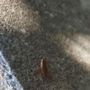 야생의 바퀴벌레를 발견했다!! 이미지