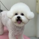 댕댕쌀롱 이미지