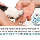 샤이니독 이미지