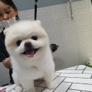 펫살롱케이 이미지