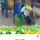피크민블룸 2월 새로운 꽃인 설강화 농사 대성공💓, 하양 설강화 농사팁, 농사 지은 후기💐