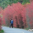 가시나무 티스토리