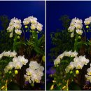 한국의 자원식물. 애정과 행복이 있는 꽃말, 호접란[胡蝶蘭] 이미지