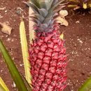 희재농장 | 하와이 여행 일정 정리 DAY4 to DAY8