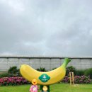 몽키바나나 | 제주 스위트몽키 바나나농장체험 내돈내산 솔직후기