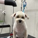 수정애견미용실 이미지
