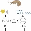 일주기 리듬, 12시간 리듬(Circasemidian rhythm), 12.4시간 리듬(Circatidal rhythm) 탐구!! 이미지
