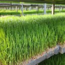 군산시농업기술센터 이미지