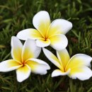 플루메리아 이미지
