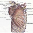 전거근(Serratus Anterior) - 장흉신경(Long thoracic nerve) 이미지