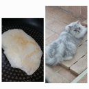 샤도캣 | 고양이 노마취 미용. 찐 동물사랑 원장님